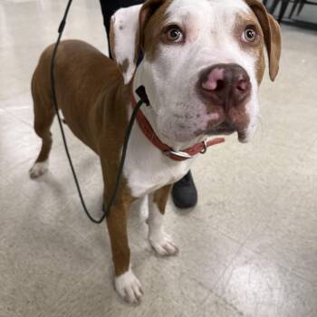 Rescue Mixed Breed Dogs for Adoption in Homewood, Illinois - Buzz | PetCurious