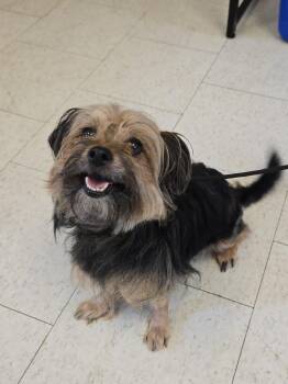 Taz -  Yorkshire Terrier Dog for Adoption in Trenton, New Jersey - Taz | PetCurious