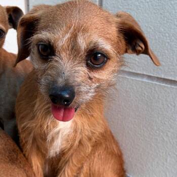 Terrier Dogs Available for Adoption in Rockaway, New Jersey - Sable GCH* | PetCurious