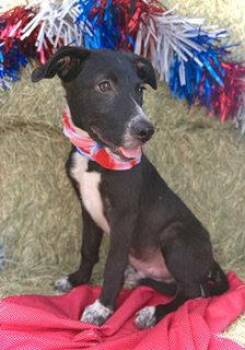 Kennedy- Puppy #4 (CS Litter #2/ 2026) -  Border Collie Dog for Adoption in Pleasanton, Texas - Kennedy- Puppy #4 (CS Litter #2/ 2026) | PetCurious