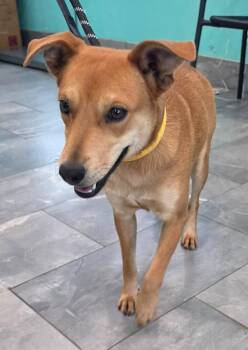 Bliss 2 -  Australian Cattle Dog Blue Heeler and Labrador Retriever Dog for Adoption in Fort Lupton, Colorado - Bliss 2 | PetCurious