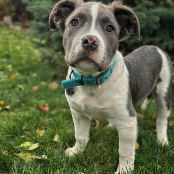 Rescue American Bully and German Shepherd Dog Dogs for Adoption in Toronto, Ontario - Frankenweenie | PetCurious
