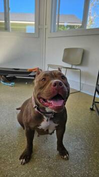Brownie -  Pit Bull Terrier Dog for Adoption in Kalamazoo, Michigan - Brownie | PetCurious