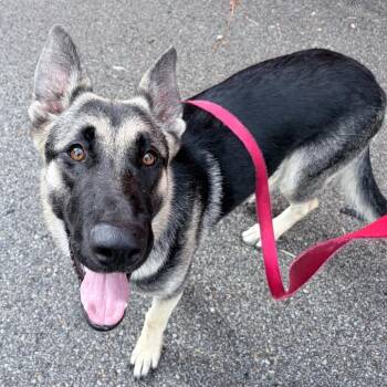 Miss May (26-323) -  German Shepherd Dog Dog for Adoption in New Ringgold, Pennsylvania - Miss May (26-323) | PetCurious