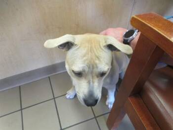Pit Bull Terrier Dogs Available for Adoption in Ocala, Florida - CLARABELLE | PetCurious