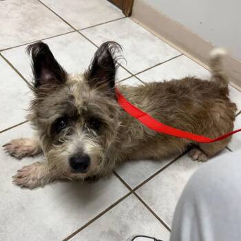 Grace -  Cairn Terrier Dog for Adoption in Indianapolis, Indiana - Grace | PetCurious