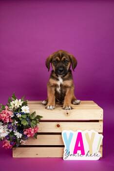 Labrador Retriever and Hound Dogs Available for Adoption - 136-26 | PetCurious