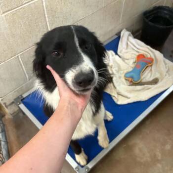 Rock -  Border Collie and Mixed Breed Dog for Adoption in Stephenville, Texas - Rock | PetCurious
