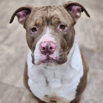 Bam Bam -  Pit Bull Terrier Dog for Adoption in Montgomery, Alabama - Bam Bam | PetCurious