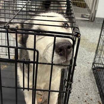 Farrah -  Husky Dog for Adoption in Jeffersonville, Indiana - Farrah | PetCurious