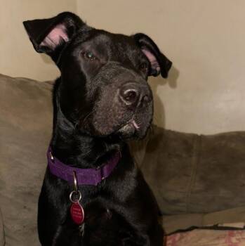 Rescue Shar Pei and Black Labrador Retriever Dogs for Adoption in Houston, Texas - Beauty | PetCurious