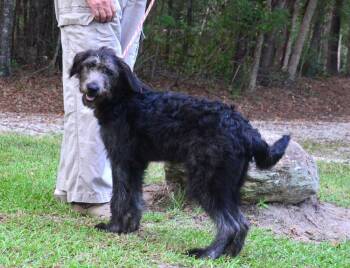 Nikki -  Labradoodle Dog for Adoption in Willingboro, New Jersey - Nikki | PetCurious