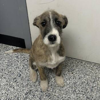 Terrier Dogs Available for Adoption - Bindi | PetCurious