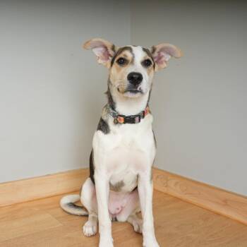 Nala D70697 -  Australian Cattle Dog Blue Heeler and Mixed Breed Dog for Adoption in Minnetonka, Minnesota - Nala D70697 | PetCurious