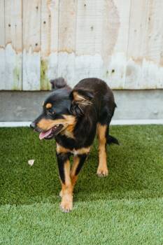 Rescue Australian Shepherd Dogs for Adoption in Jackson, Wyoming - Belly | PetCurious