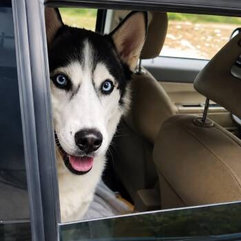Zeus -  Siberian Husky and None Dog for Adoption in San Diego, California - Zeus | PetCurious