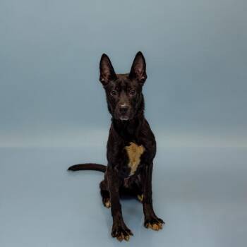 Shepherd Dogs Available for Adoption in Lawrenceville, Georgia - Pen 180 Riley Sue | PetCurious