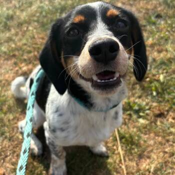 Mixed Breed Dogs Available for Adoption - Colorado Joe | PetCurious