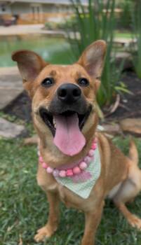 Honey -  Shepherd Dog for Adoption in Humble, Texas - Honey | PetCurious