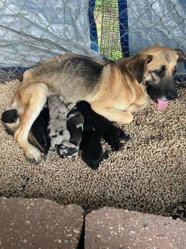 Maple -  German Shepherd Dog Dog for Adoption in Mobile, Alabama - Maple | PetCurious