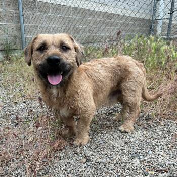 Frank -  Border Terrier Dog Available for Adoption in Lindon, Utah - Frank | PetCurious