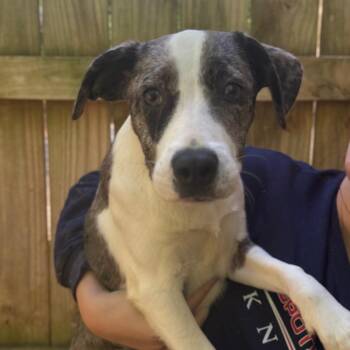 Mixed Breed Dogs Available for Adoption in Fredericksburg, Virginia - Gowen | PetCurious