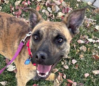 Rescue Pit Bull Terrier Dogs for Adoption in Golden, Colorado - Ellie | PetCurious