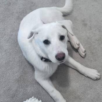 Penny -  Labrador Retriever Dog for Adoption in Winder, Georgia - Penny | PetCurious