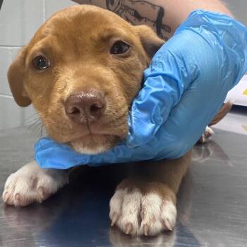 Dutch -  Mixed Breed Dog for Adoption in Summerville, South Carolina - Dutch | PetCurious