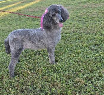 Jolene -  Poodle Dog for Adoption in Bonifay, Florida - Jolene | PetCurious