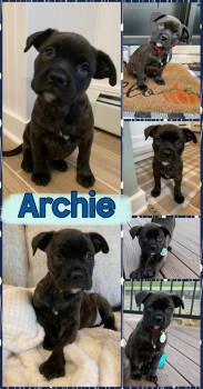 Rescue Mixed Breed Dogs for Adoption - Archie | PetCurious