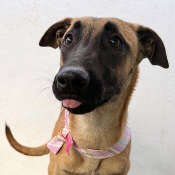 FRAPPE -  Belgian Shepherd Malinois Dog for Adoption in San Diego, California - FRAPPE | PetCurious