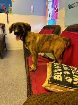 Mulan -  Poodle and Terrier Dog for Adoption in Sparta, Illinois - Mulan | PetCurious