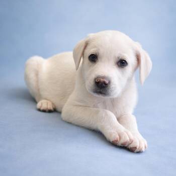 Labrador Retriever Dogs Available for Adoption - Clutch | PetCurious