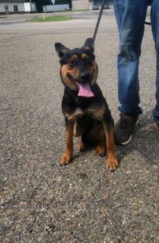 HUNTER 228-26 -  German Shepherd Dog Dog for Adoption in Cambridge, Ohio - HUNTER 228-26 | PetCurious