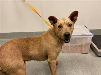Rescue Shiba Inu and Mixed Breed Dogs for Adoption in Ontario, California - MARLOWE | PetCurious