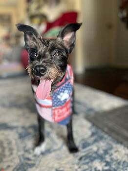 Prince -  Schnauzer Dog for Adoption in Port Lavaca, Texas - Prince | PetCurious