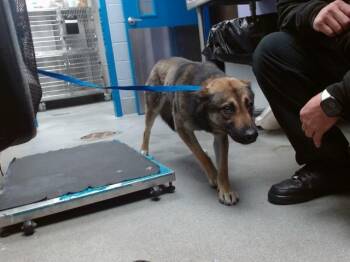 German Shepherd Dog and Mixed Breed Dogs Available for Adoption in Albuquerque, New Mexico - CHUCKIE | PetCurious