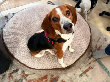 Beagle Dogs Available for Adoption - Prince 2.0 | PetCurious