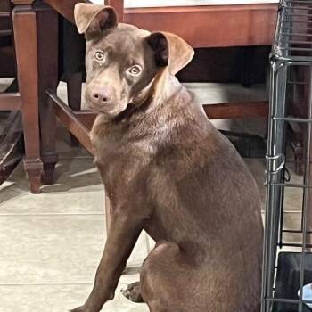 Mixed Breed Dogs Available for Adoption in Chelmsford, Massachusetts - Bat Girl | PetCurious