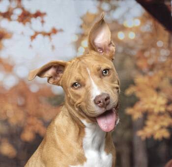 Rescue Pit Bull Terrier and Mixed Breed Dogs for Adoption in Georgetown, Kentucky - Rowan | PetCurious