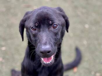 Labrador Retriever and Mixed Breed Dogs Available for Adoption - SADIE | PetCurious