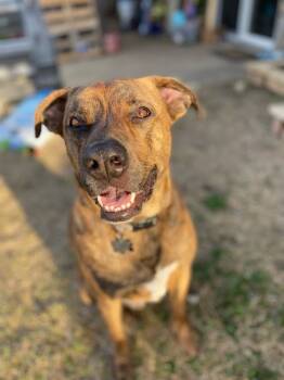 Rescue German Shepherd Dog and Boxer Dogs for Adoption in Arlington, Texas - Dobby | PetCurious