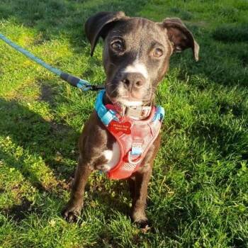 Stelli -  Boxer and Pit Bull Terrier Dog for Adoption in Woodinville, Washington - Stelli | PetCurious