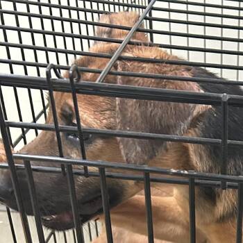 Hound Dogs Available for Adoption - Jess | PetCurious