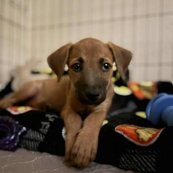 Rescue Black Mouth Cur and Mixed Breed Dogs for Adoption in Austin, Texas - Zayit DHH | PetCurious