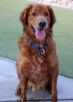 Canelo -  Golden Retriever Dog for Adoption in Glendale, Arizona - Canelo | PetCurious