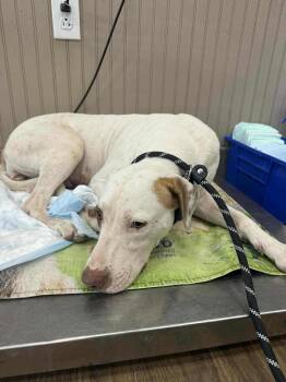 Rescue Labrador Retriever Dogs for Adoption in Woodstock, Ontario - Piglet | PetCurious