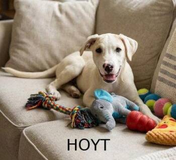 **HOYT** -  Labrador Retriever and Great Pyrenees Dog for Adoption in North Prairie, Wisconsin - **HOYT** | PetCurious