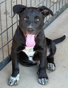 Rescue Boxer and German Shorthaired Pointer Dogs for Adoption in Lampasas, Texas - Cedar | PetCurious